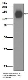 Anti-CD31 PECAM1 Rabbit Monoclonal Antibody