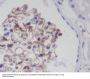 Anti-CD31 PECAM1 Rabbit Monoclonal Antibody