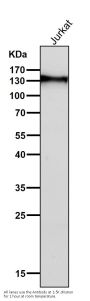 Anti-CD31 PECAM1 Rabbit Monoclonal Antibody