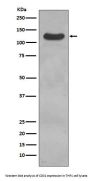 Anti-CD31 PECAM1 Rabbit Monoclonal Antibody