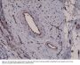 Anti-CD31 (PECAM-1) Rabbit Monoclonal Antibody, Clone#RM247