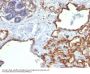 Anti-CD31 / PECAM-1 (Endothelial Cell Marker) Monoclonal Antibody