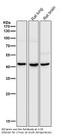 Anti-MMP12 Rabbit Monoclonal Antibody