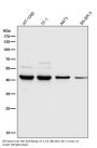 Anti-MMP12 Rabbit Monoclonal Antibody