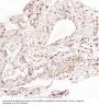 Anti-LC3B MAP1LC3B Rabbit Monoclonal Antibody