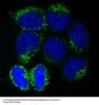 Anti-LC3B MAP1LC3B Rabbit Monoclonal Antibody