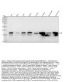 Anti-LC3B MAP1LC3B Rabbit Monoclonal Antibody