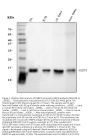 Anti-FABP4 Antibody Picoband® (monoclonal, 10E12)