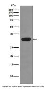 Anti-RPS3/Ribosomal Protein S3 Rabbit Monoclonal Antibody