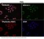 Anti-MAP1LC3A/Lc3A Rabbit Monoclonal Antibody