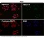 Anti-MAP1LC3A/Lc3A Rabbit Monoclonal Antibody