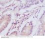 Anti-MAP1LC3A/Lc3A Rabbit Monoclonal Antibody