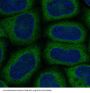 Anti-MAP1LC3A/Lc3A Rabbit Monoclonal Antibody