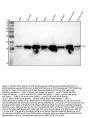 Anti-MAP1LC3A/Lc3A Rabbit Monoclonal Antibody