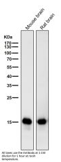 Anti-MAP1LC3A/Lc3A Rabbit Monoclonal Antibody