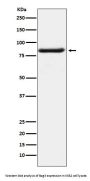 Anti-Bag3 Monoclonal Antibody