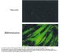 Anti-BIN1 Monoclonal Antibody