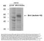 Anti-BIN1 Monoclonal Antibody