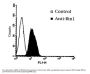 Anti-BIN1/Amphiphysin Ii Monoclonal Antibody