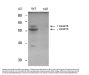 Anti-BIN1/Amphiphysin Ii Monoclonal Antibody