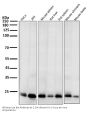 Anti-Bim BCL2L11 Rabbit Monoclonal Antibody