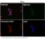 Anti-Bim BCL2L11 Rabbit Monoclonal Antibody