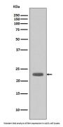 Anti-Bim BCL2L11 Rabbit Monoclonal Antibody
