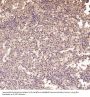 Anti-Integrin alpha V ITGAV Rabbit Monoclonal Antibody