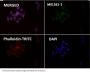 Anti-Integrin alpha V ITGAV Rabbit Monoclonal Antibody
