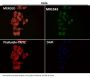 Anti-Integrin alpha V ITGAV Rabbit Monoclonal Antibody