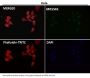 Anti-Integrin alpha V ITGAV Rabbit Monoclonal Antibody