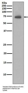 Anti-IAP2 BIRC3 Rabbit Monoclonal Antibody