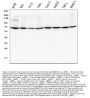 Anti-AIF/AIFM1 Antibody Picoband® (monoclonal, 2I5)