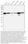 Anti-AIF/AIFM1 Antibody Picoband® (monoclonal, 2I5)