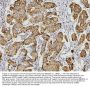Anti-AIF/AIFM1 Antibody Picoband® (monoclonal, 2I5)