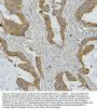 Anti-AIF/AIFM1 Antibody Picoband® (monoclonal, 2I5)