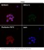 Anti-AIF AIFM1 Rabbit Monoclonal Antibody