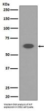 Anti-AIF AIFM1 Rabbit Monoclonal Antibody