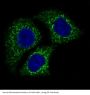 Anti-AIF AIFM1 Rabbit Monoclonal Antibody