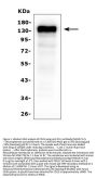 Anti-CD22 Antibody Picoband® (monoclonal, 5E7)