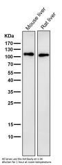 Anti-LAMP2a Rabbit Monoclonal Antibody