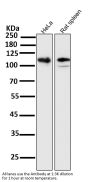 Anti-LAMP2a Rabbit Monoclonal Antibody