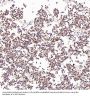 Anti-LAMP2a Rabbit Monoclonal Antibody
