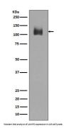 Anti-LAMP2a Rabbit Monoclonal Antibody