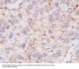 Anti-LAMP2a Rabbit Monoclonal Antibody