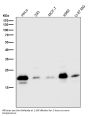 Anti-Caveolin-2 CAV2 Rabbit Monoclonal Antibody