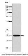 Anti-Caveolin-2 CAV2 Rabbit Monoclonal Antibody