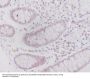 Anti-Caveolin-2 CAV2 Rabbit Monoclonal Antibody