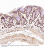 Anti-N-Cadherin-2 CDH2 CD325-Rabbit Monoclonal Antibody