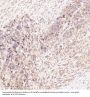 Anti-N-Cadherin-2 CDH2 CD325-Rabbit Monoclonal Antibody